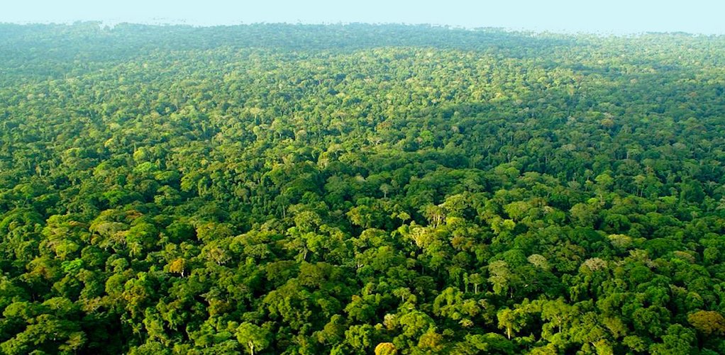 Crédit Carbon: le Congo va recevoir son premier chèque de 8,3M USD